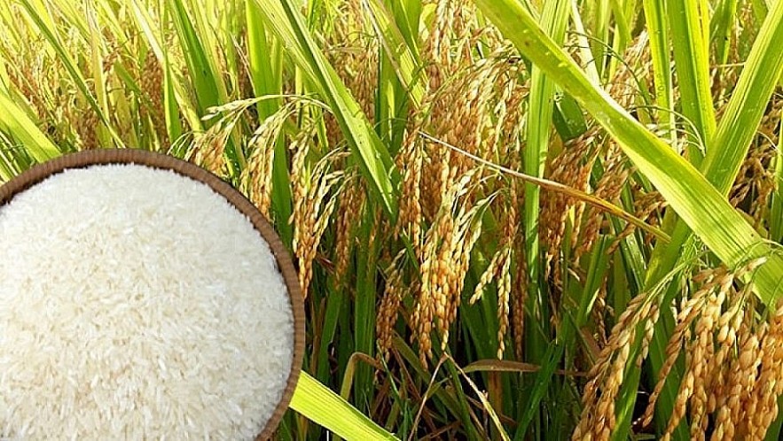 Giá lúa gạo trong nước có xu hướng tăng trở lại, giá gạo xuất khẩu ổn định