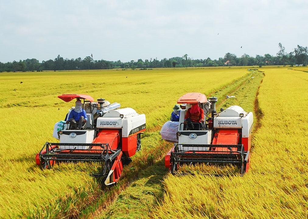 Ngân hàng đẩy mạnh cho vay thu mua, kinh doanh thóc gạo
