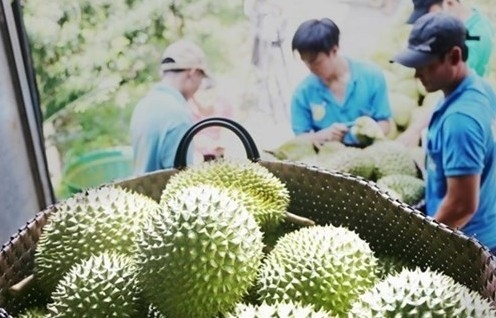 Durian to make breakthrough for Vietnam's fruit exports