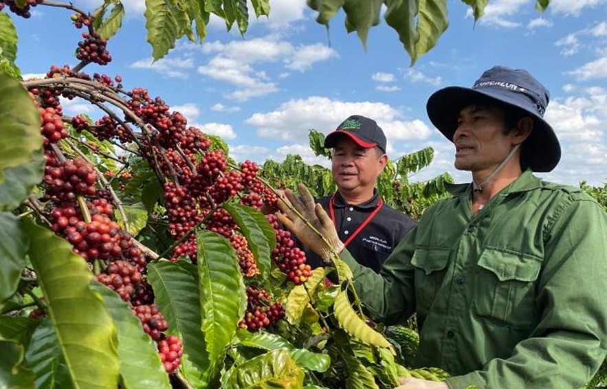 Giá cà phê có xu hướng đi lên, hồ tiêu giảm nhẹ vào những ngày cuối tuần