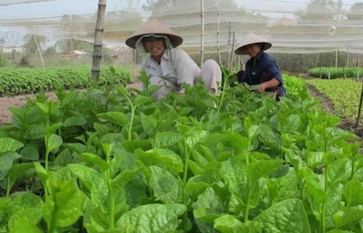 TP. Hồ Chí Minh: Nghiên cứu ứng dụng khoa học công nghệ xây dựng nông thôn mới