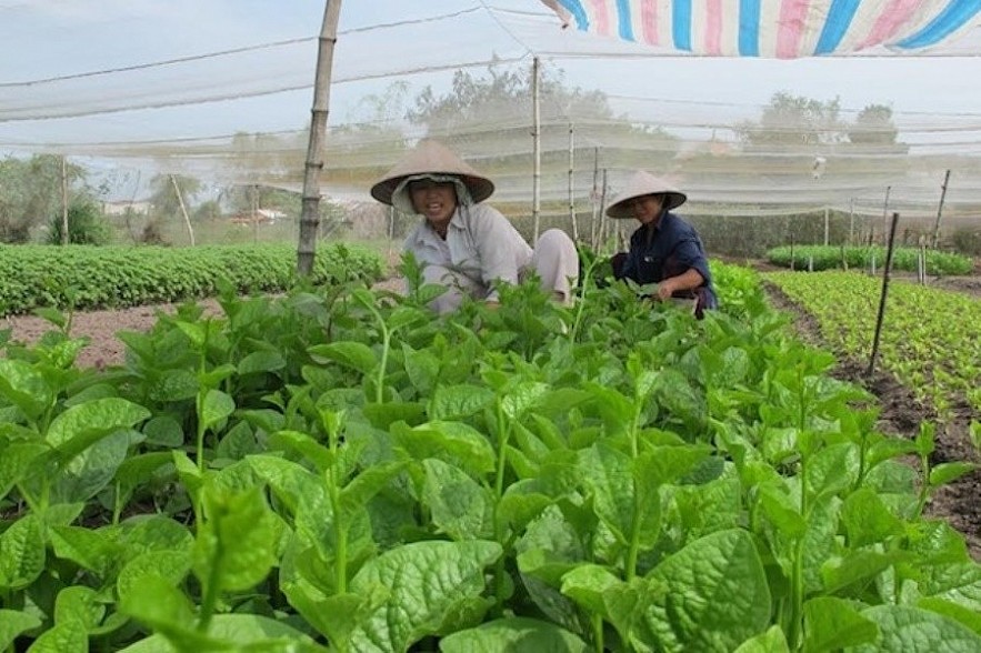 Mô hình trồng rau theo tiêu chuẩn VietGAP của một hợp tác xã ở huyện Hóc Môn, TP. Hồ Chí Minh. Ảnh minh họa