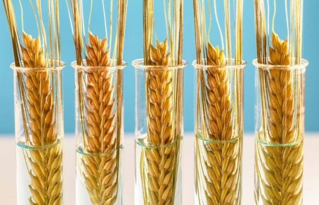 Lúa mì biến đổi gen Việt Nam được chấp thuận tại nhiều quốc gia