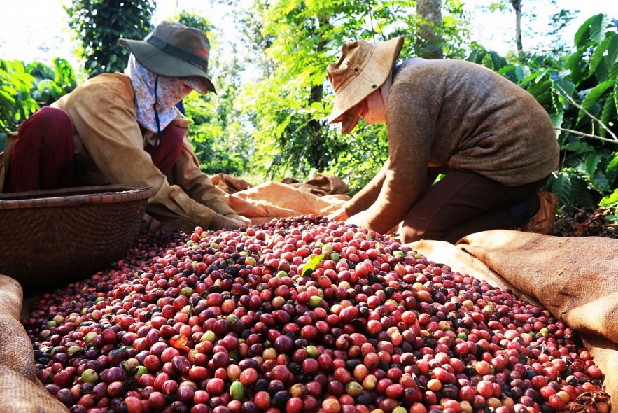 Ngày 30/3: Giá cao su tăng, hồ tiêu lặng sóng, cà phê quay đầu giảm