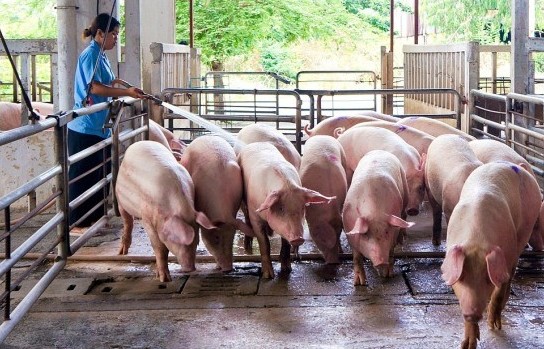 Nhu cầu giảm kéo theo giá lợn hơi giảm mạnh