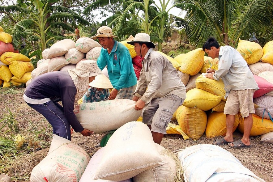 Ngày 3/4: Giá lúa gạo duy trì ổn định