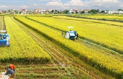Khởi sắc về giá nhưng xuất khẩu gạo phải đáp ứng nhiều tiêu chuẩn khắt khe