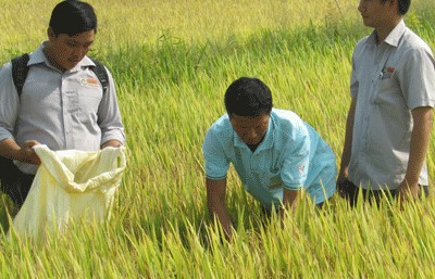 Bài toán nào để hiện thực hóa đề án 1 triệu ha lúa chất lượng cao?