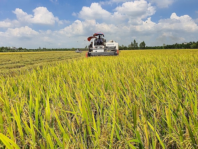Bài toán nào để hiện thực hóa một triệu ha lúa chất lượng cao?