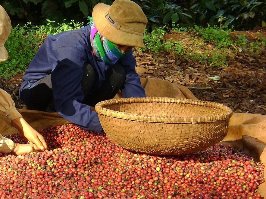 Giá cà phê và cao su giảm, tiêu đi ngang trong phiên sáng ngày 7/4