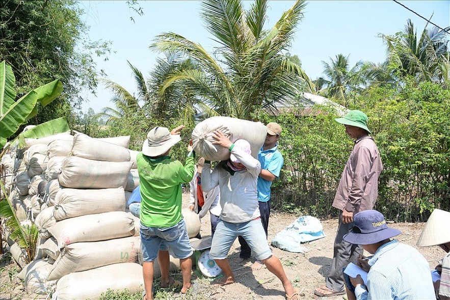 Thị trường nông sản tuần qua: Giá lúa biến động trái chiều