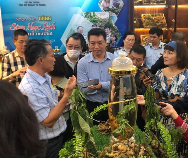Nhận diện đúng sâm Ngọc Linh trên thị trường