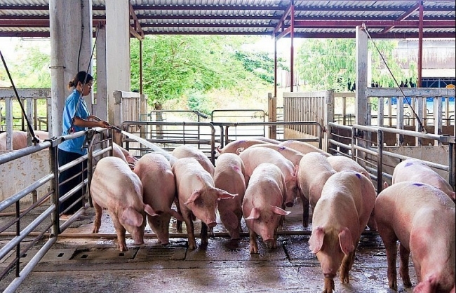 Ngày 14/4: Giá heo hơi tại miền Bắc và miền Nam tiếp tục điều chỉnh tăng