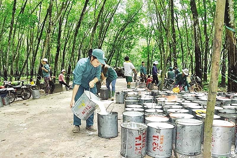 Giá cao su tăng, hồ tiêu trầm lắng, cà phê giảm trong phiên giao dịch cuối tuần