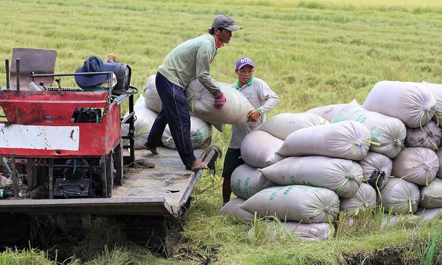 Thị trường nông sản thế giới: Giá ngũ cốc tăng, cà phê giảm nhẹ