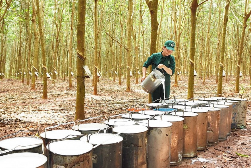 Giá cao su tăng, hồ tiêu đi ngang, cà phê giảm trong phiên sáng ngày 17/4