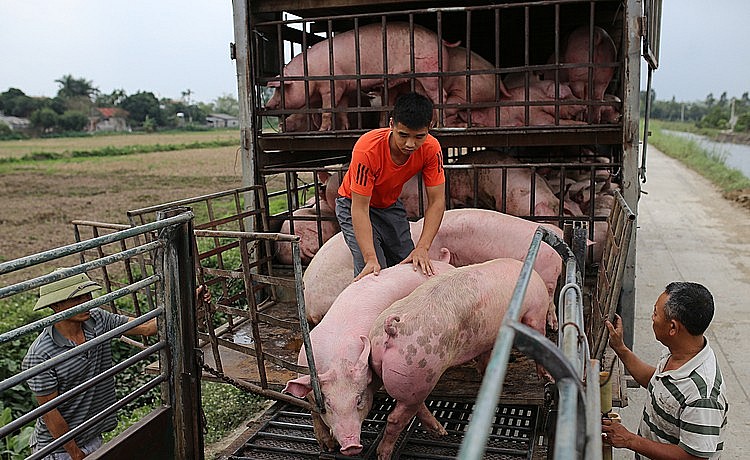 Ngày 18/4: Giá heo hơi tăng tại nhiều địa phương trên cả nước