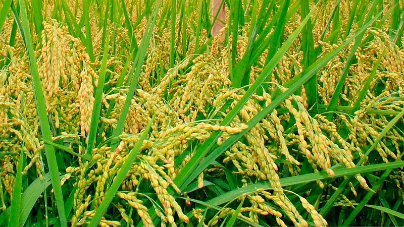 Giá Lúa Gạo Trong Nước Và Xuất Khẩu Chững Lại Trong Ngày 19/4 | Thời Báo  Tài Chính Việt Nam