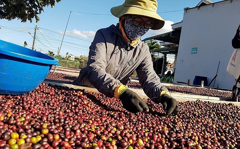 Ngày 20/4: Giá cà phê tiếp tục tăng, hồ tiêu trầm lắng, cao su giảm