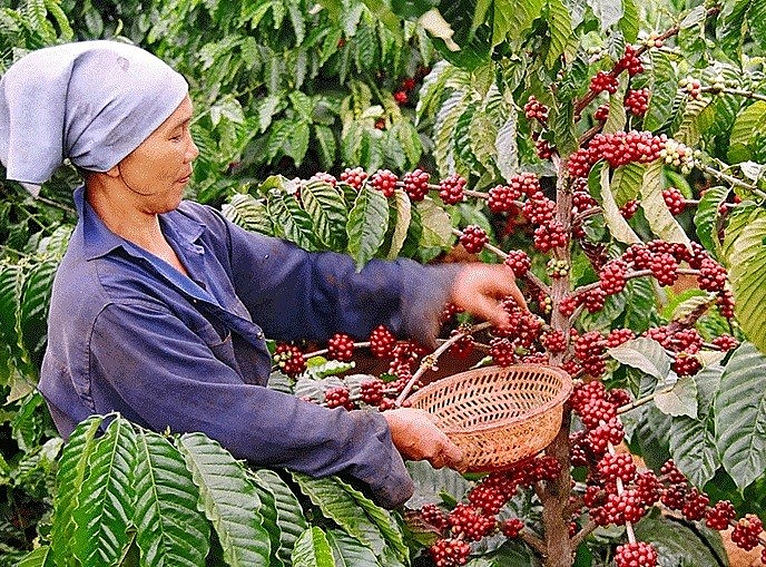 Ngày 25/4: Giá cà phê và cao su tăng, hồ tiêu lặng sóng