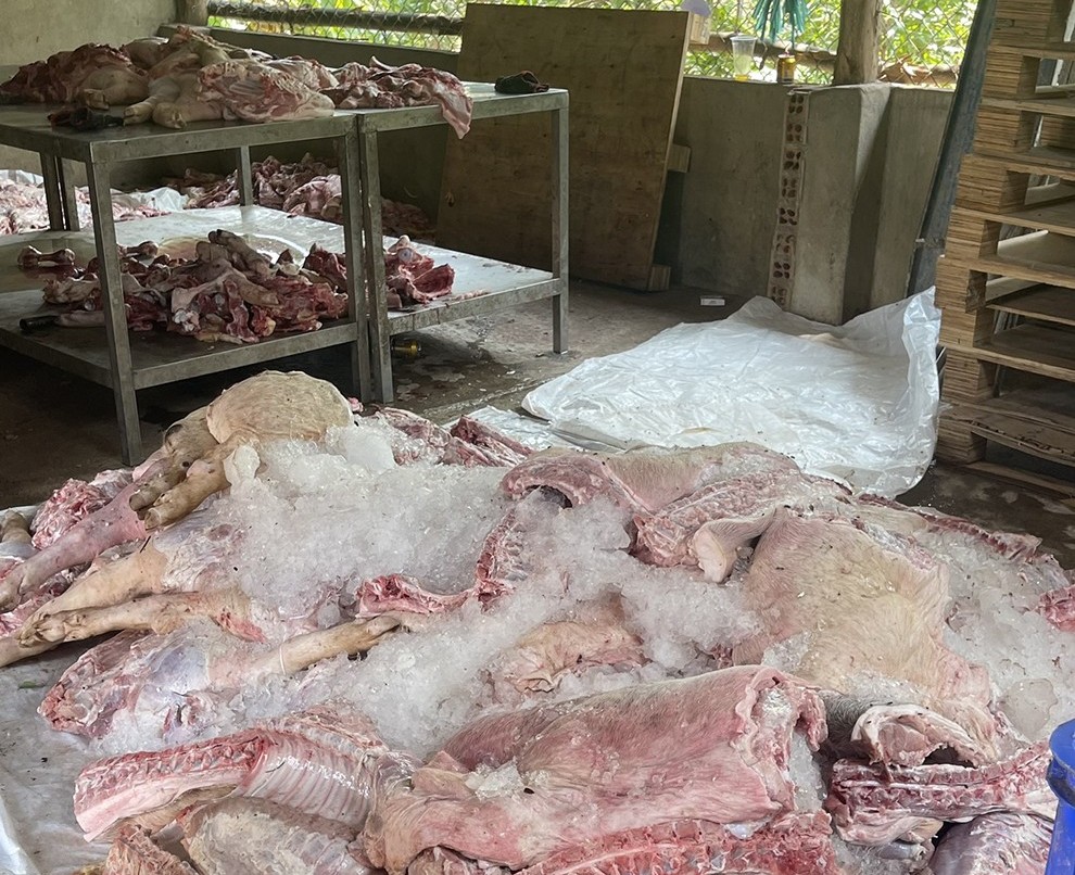 Phát hiện, tiêu hủy hơn 1,7 tấn thịt lợn đã biến đổi màu sắc, bốc mùi hôi thối