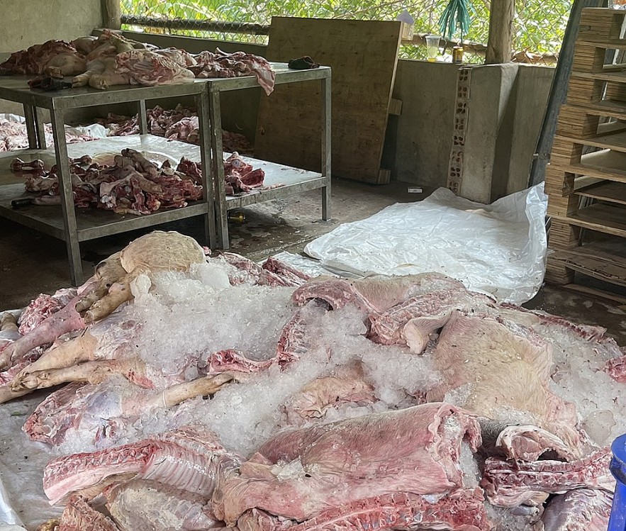 Phát hiện, tiêu hủy hơn 1,7 tấn thịt lợn đã biến đổi màu sắc, bốc mùi hôi thối