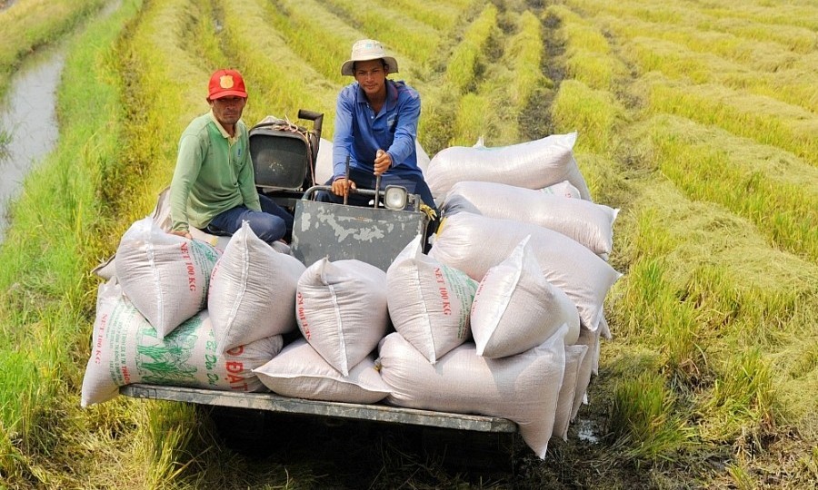 Vietnam exports more than 1.85 million tons of rice in first quarter | Thời  báo Tài chính Việt Nam