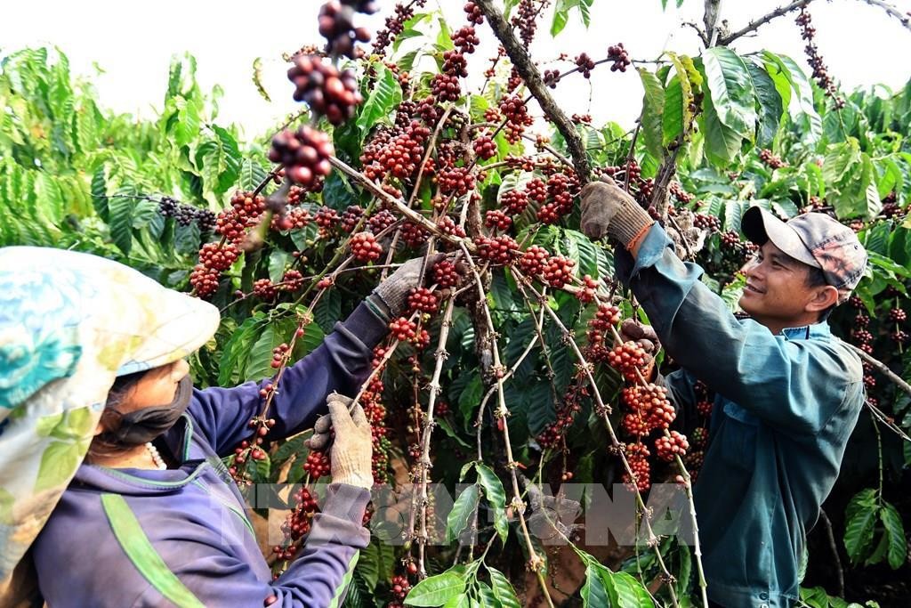 Coffee industry works to improve product value