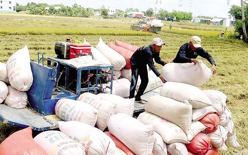 Ngày 3/5: Giá lúa gạo duy trì ổn định, giao dịch chậm