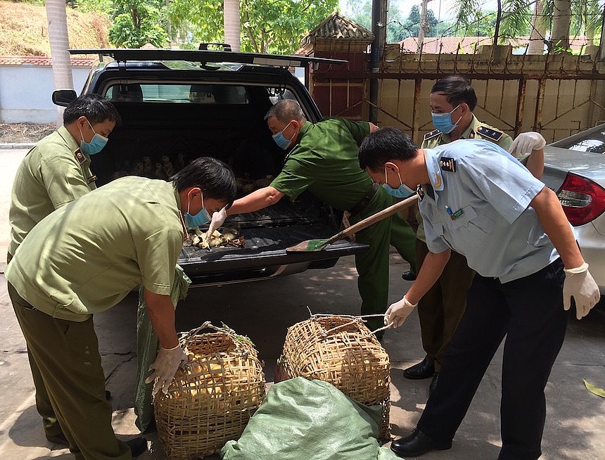 Tăng cường đấu tranh, ngăn chặn việc vận chuyển trái phép gia cầm vào Việt Nam