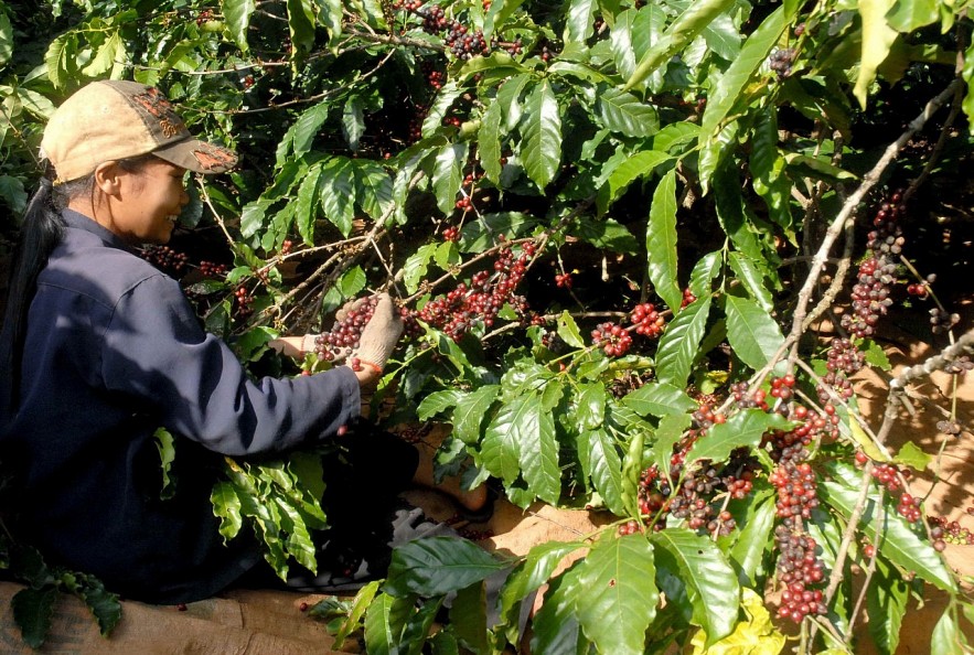 Ngày 7/5: Giá cà phê và tiêu đồng loạt tăng vào cuối tuần