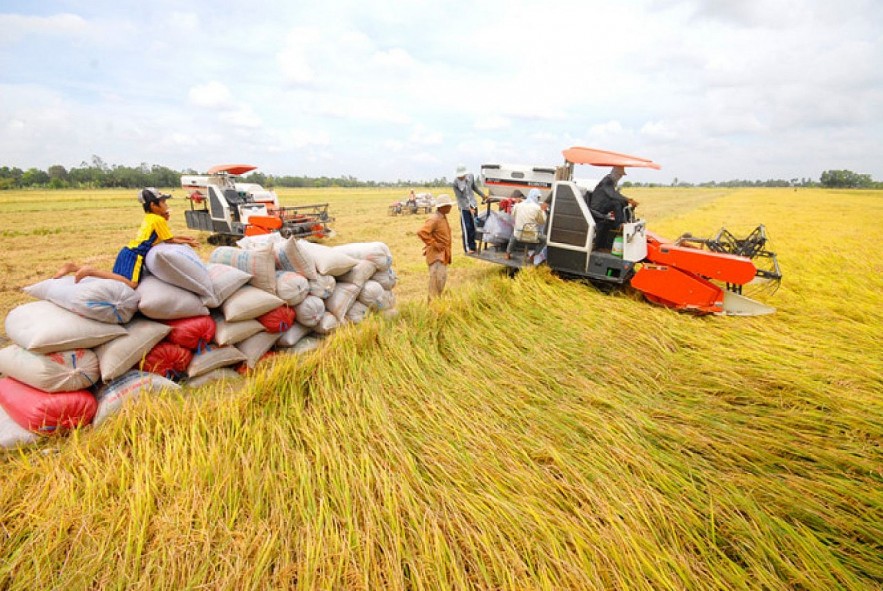 Ngày 7/5: Nguồn cung ít, giá lúa gạo điều chỉnh tăng với nhiều mặt hàng