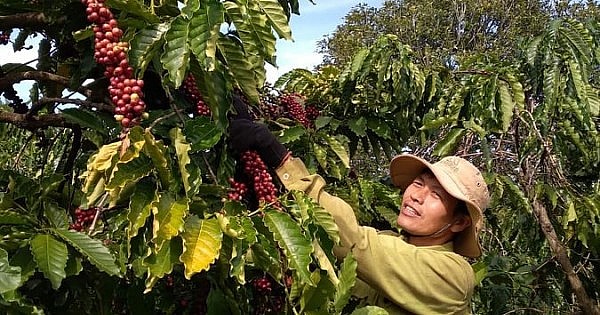 Ngày 8/5: Giá tiêu và cà phê tăng, cao su tăng