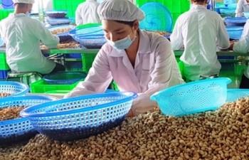 Gỡ khó cho doanh nghiệp nhập khẩu hạt điều từ châu Phi