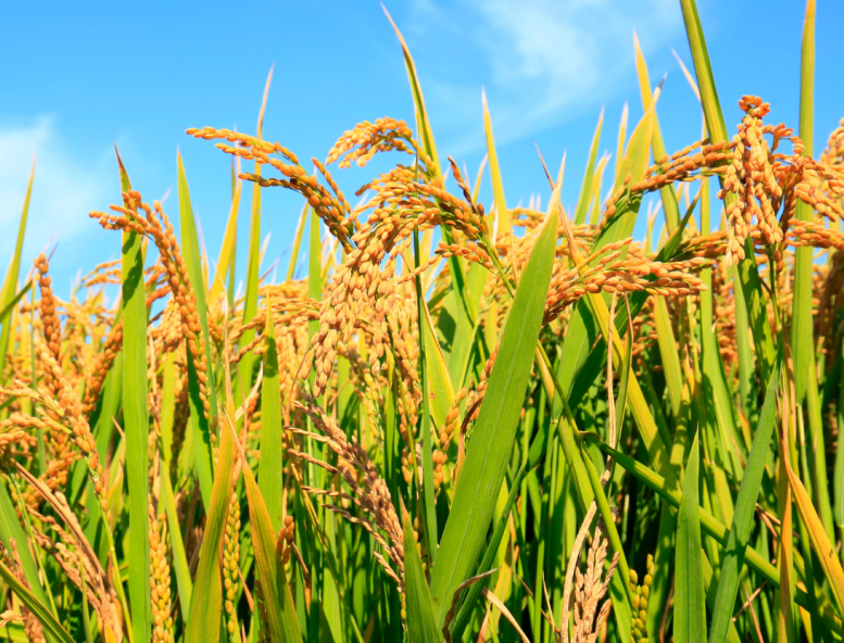 Ngày 12/5: Giá lúa gạo ổn định cả thị trường trong nước và thế giới