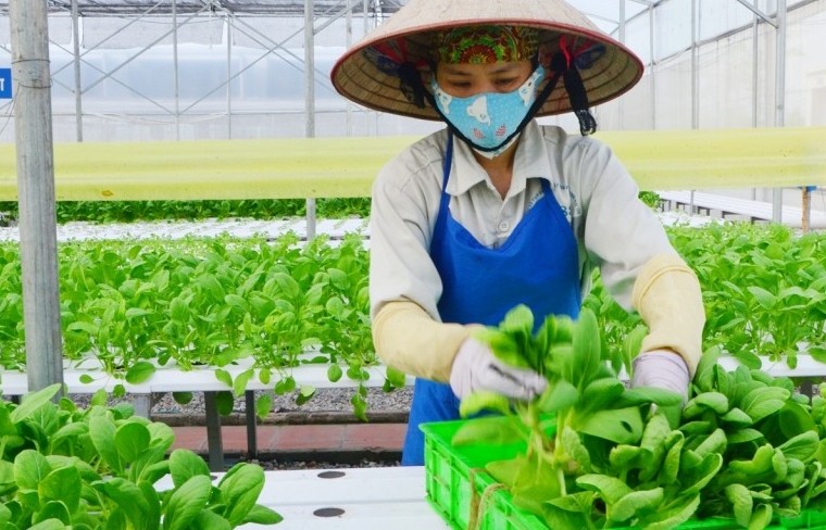 Hà Nội: Mục tiêu tăng trưởng ngành nông nghiệp khoảng 3,0%