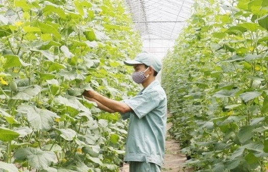 Xử lý các vi phạm trên đất nông nghiệp cần có cái nhìn toàn diện