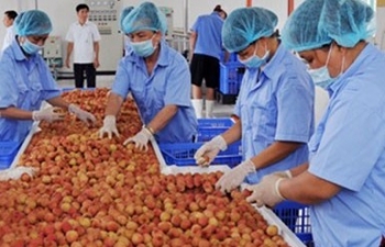 Nỗ lực tìm kiếm các thị trường xuất khẩu mới để nâng cao giá trị cho vải thiều