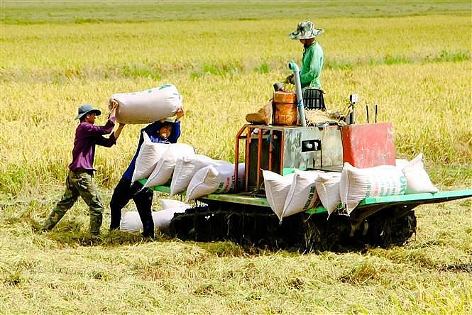 Ngày 16/5: Thị trường lúa gạo bình ổn, giao dịch lúa mới đều