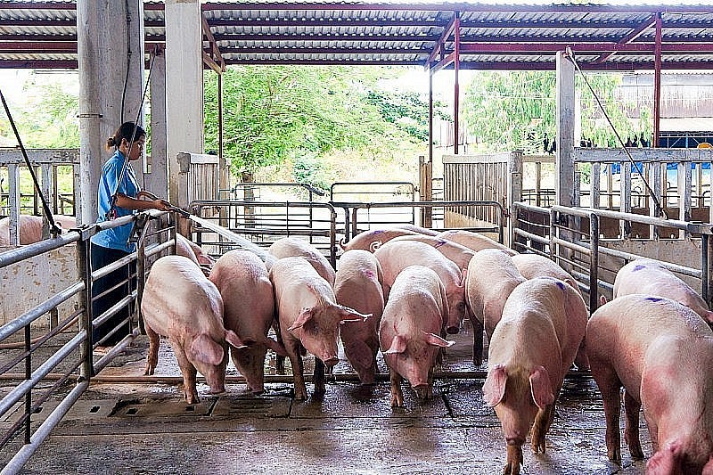 Ngày 18/5: Giá heo hơi tiếp đà tăng trên cả nước