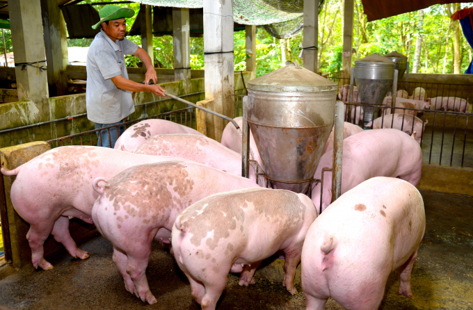 Ngày 19/5: Giá heo hơi hôm nay tiếp đà tăng mới