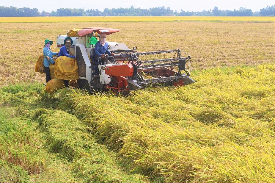 Ngày 19/5: Giá lúa gạo ổn định ở mức cao, thị trường giao dịch sôi động