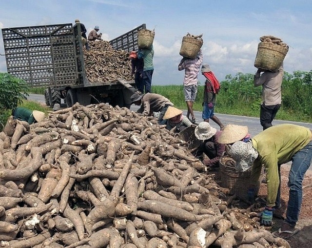 Cassava exports to Japan increase by more than 3,300%