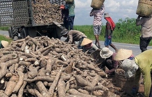 Cassava exports to Japan increase by more than 3,300%