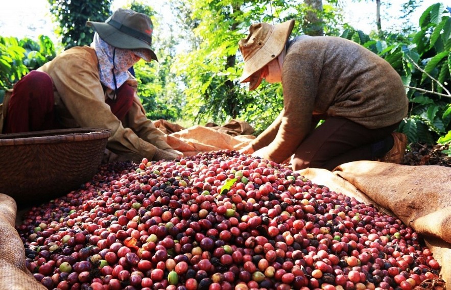 Ngày 23/5: Giá cà phê tiếp tục tăng, hồ tiêu đi ngang, cao su biến động trái chiều