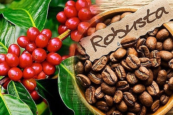 Ngày 25/5: Cà phê đạt ngưỡng 61.000 đồng/kg, tiêu và cao su tăng giảm không đồng nhất