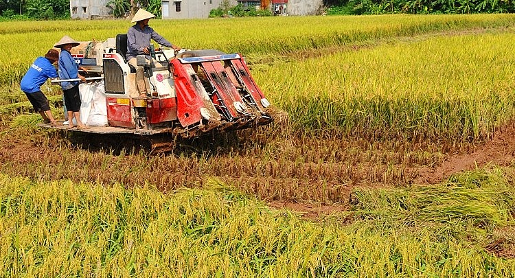 Ngày 26/5: Lúa gạo tiếp tục neo ở mức cao, giá ổn định