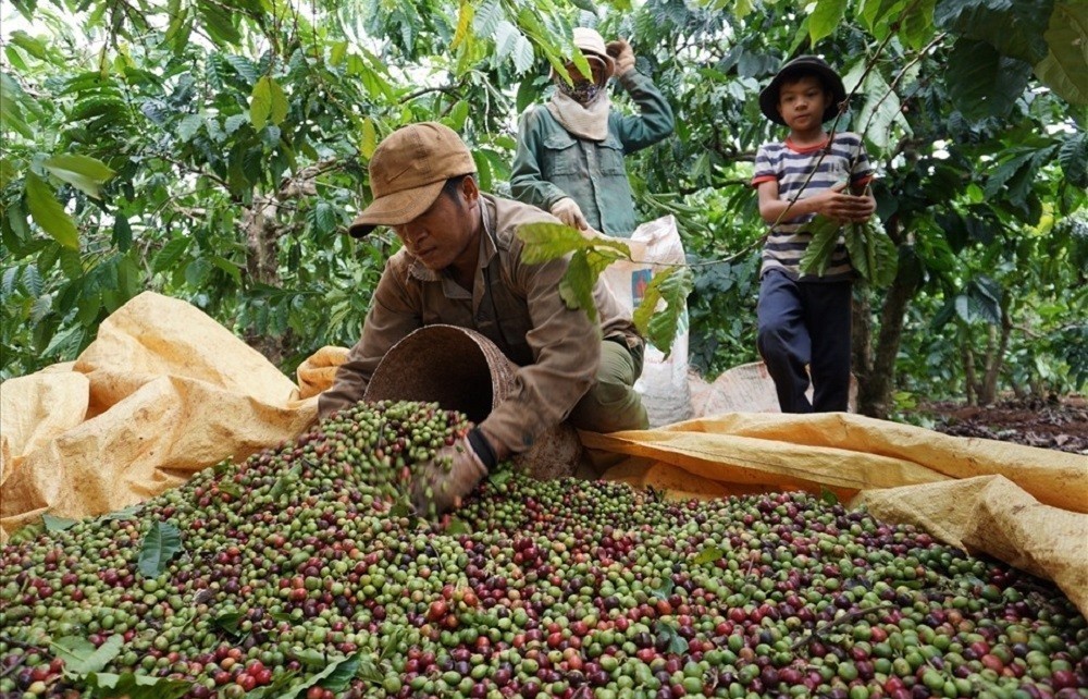 Ngày 28/5: Ghi nhận giá cà phê tăng, giá tiêu giảm trong tuần
