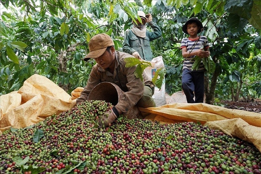 Ngày 28/5: Ghi nhận giá cà phê tăng, giá tiêu giảm trong tuần