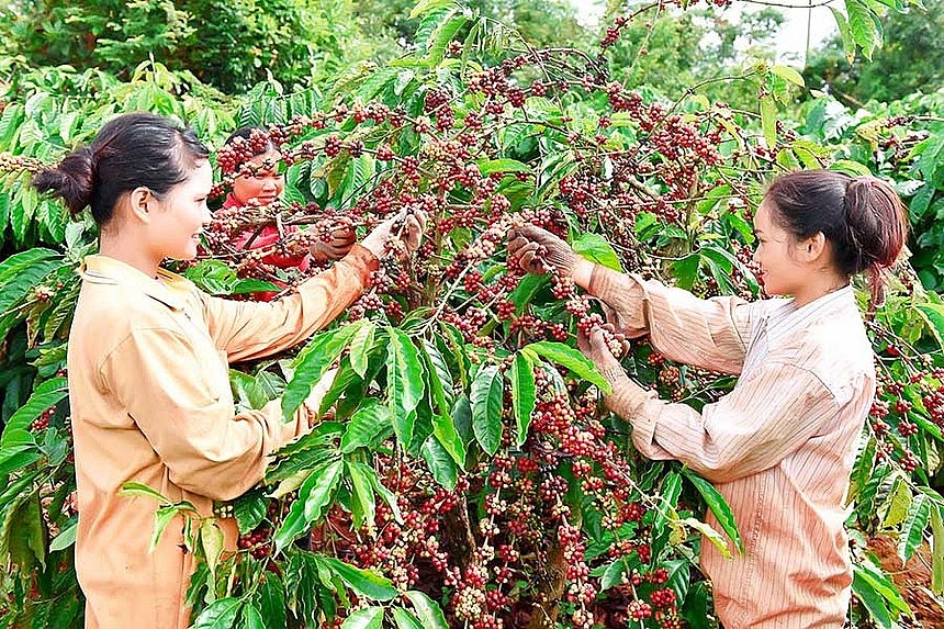 Ngày 29/5: Giá tiêu, cao su, cà phê Robusta đồng loạt tăng